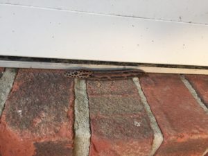 porch slug