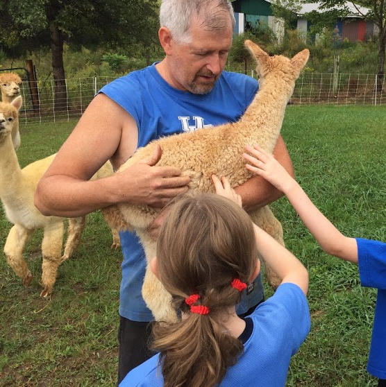 young girl meeting baby alpaca