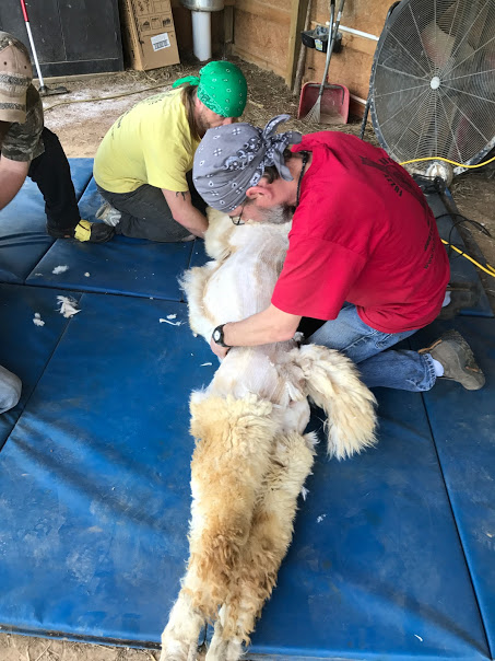Read more about the article Shearing Day