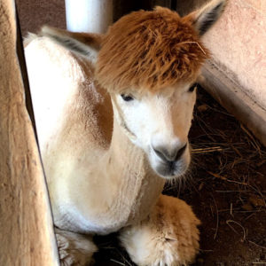 Light Brown Alpaca Yarn (Willow)