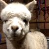 young alpaca smiling