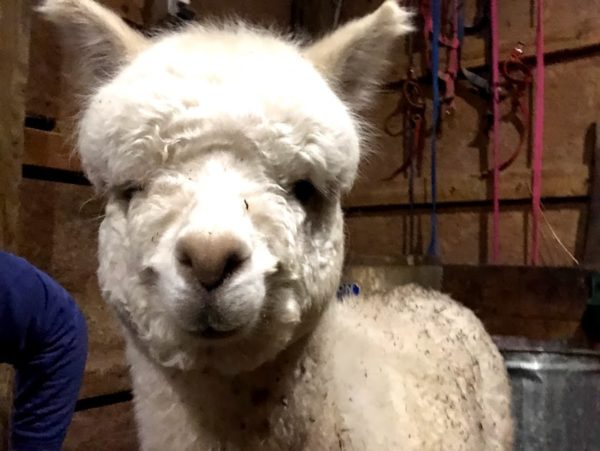 young alpaca smiling