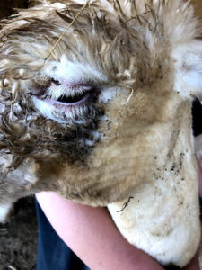 alpaca injured eye closeup