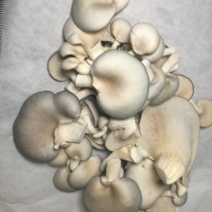 Prayer Mountain Mushrooms – Pearl Oyster