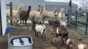 goats and alpacas