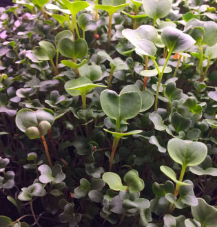 Read more about the article What the heck is a microgreen anyway?!