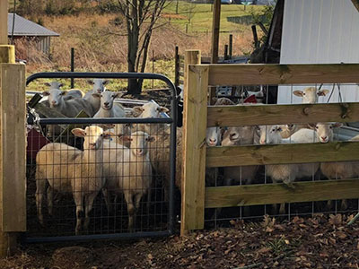 sheep-at-gate