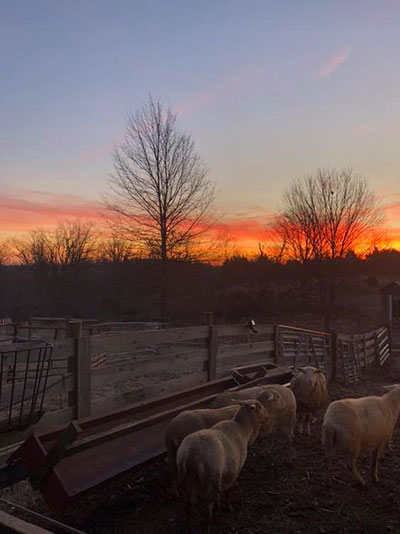 sunrise-sheep