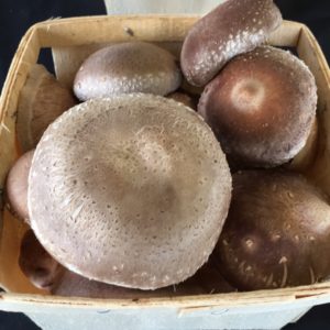 Prayer Mountain Mushrooms – Shiitake