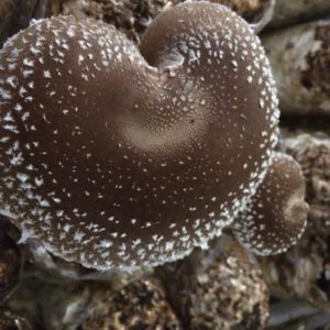 Prayer Mountain Mushrooms – Shiitake