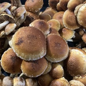 Prayer Mountain Mushrooms – Chestnut Mushrooms