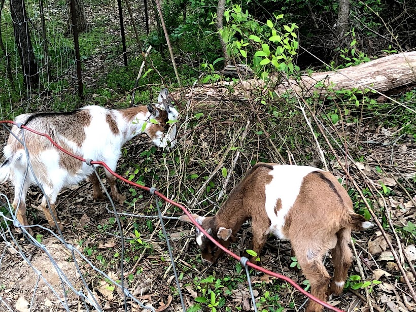 goats trimming brush on hillside