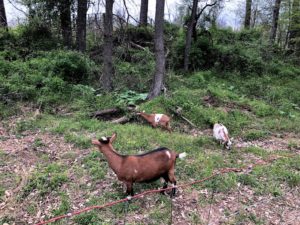 S&B goats, Goats in the Gulch