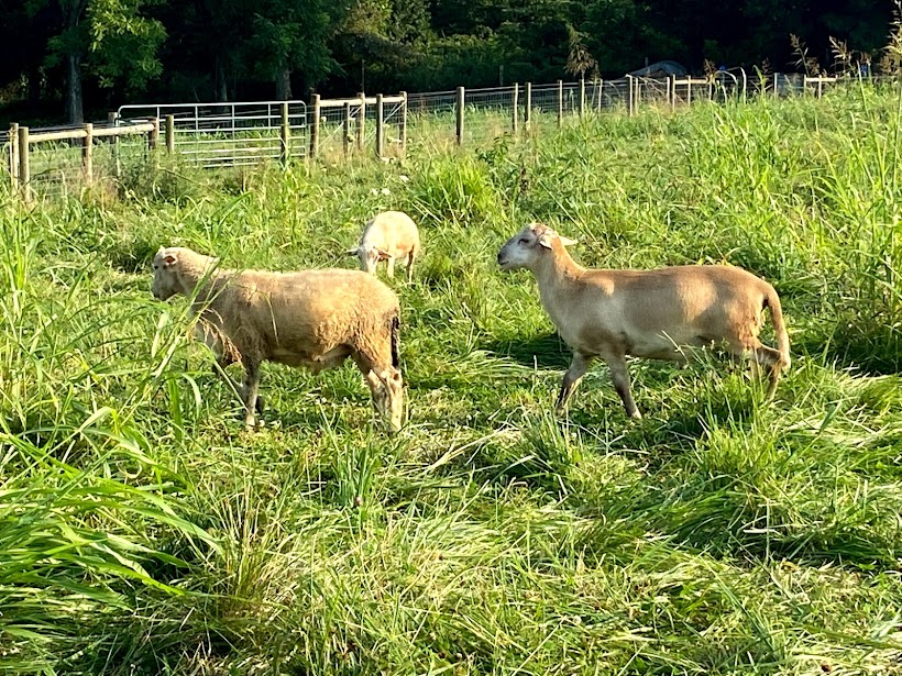 spring ram lambs (purebred Katahdin) in pasture