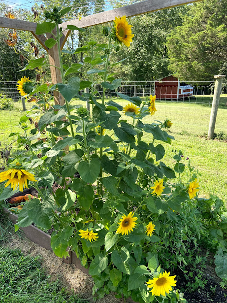 Sunflower growing in backyard garden