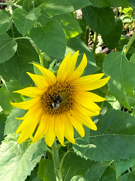 Pollinator bee on sunflower bloom