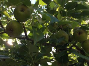 kieffer pears on tree close to harvest