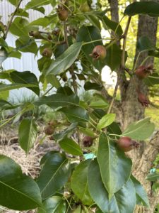 Kieffer pears starting to form in spring