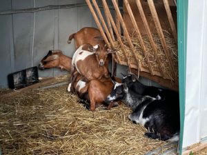 4 goats by hay rack and mineral feeder
