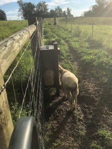 side view of in fence mineral feeder with sheep eating mineral