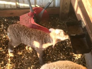 young lamb nibbling at mineral feeder