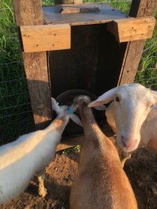 3 sheep by homemade in-fence mineral feeder