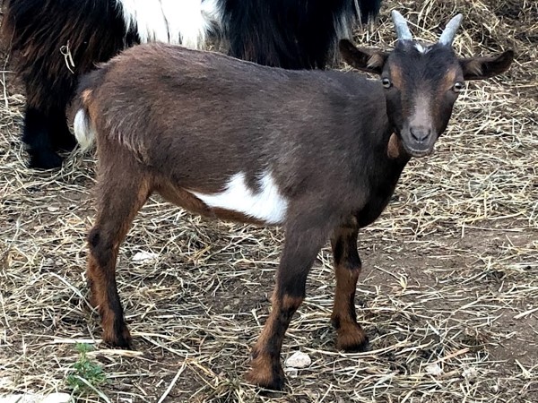 brown Nigerian Dwarf goat with horns