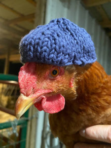 Chicken Hat Pattern, The Chicken Hat Pattern