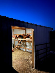 view into chicken roost at night