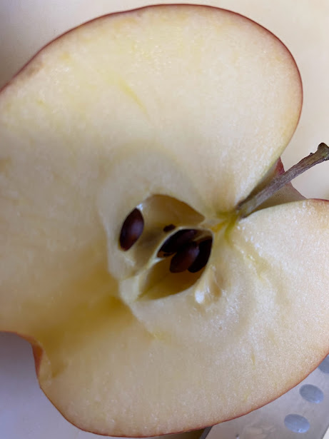You are currently viewing How to grow an apple tree from seed