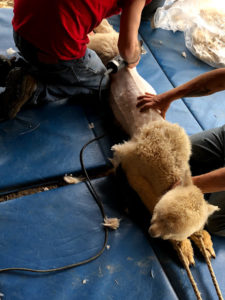 alpaca being sheared