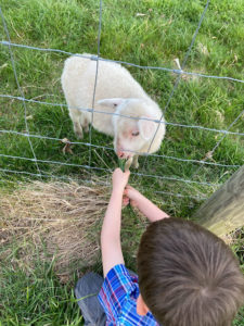 little boy feeding grass to lamb