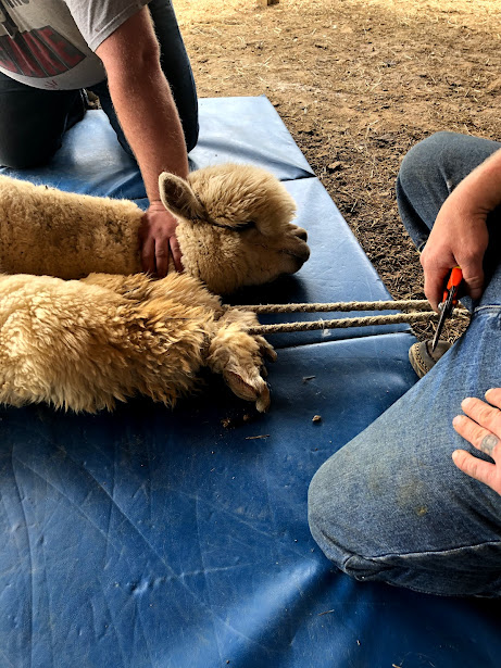alpaca restrained before shearing