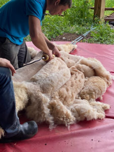 shear alpacas, Alpaca Shearing 2022, part 2