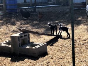 baby goats trying out ramp