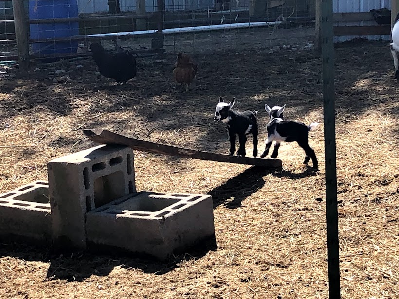 Read more about the article Simple Outdoor Goat Play Area