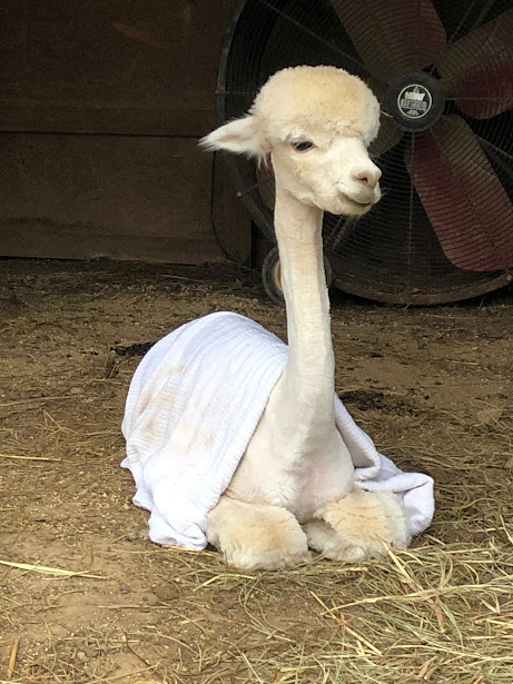 alpaca wearing blanket