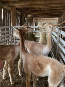 shear alpacas, Alpaca Shearing 2022, part 2