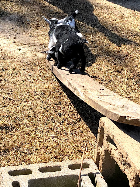 goats running down ramp