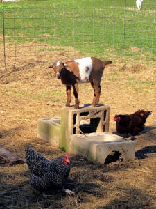 boredom for goats, Simple Outdoor Goat Play Area
