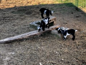 goats playing on blocks and plank