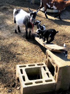 goats playing on wood ramp