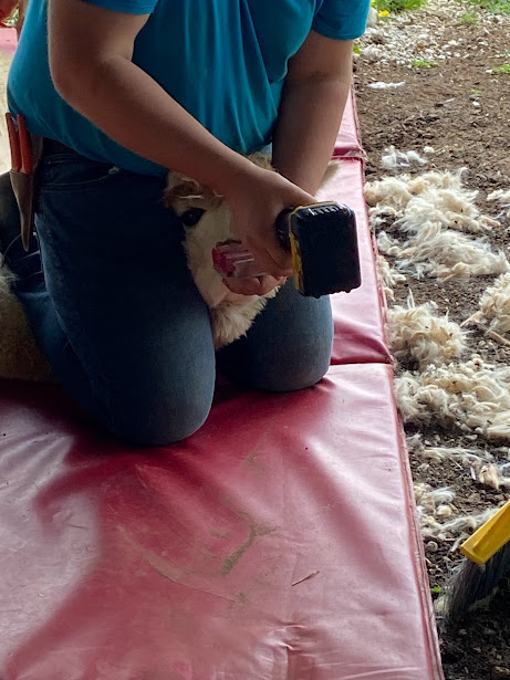 grinding alpaca teeth