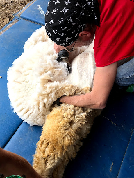 alpaca blanket shearing