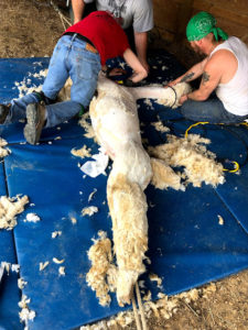shearing alpaca neck fleece