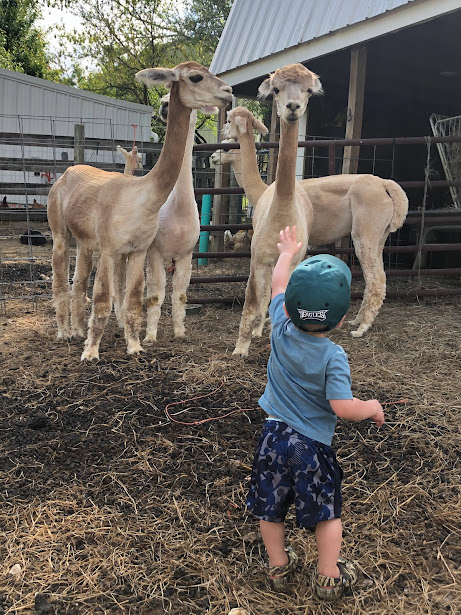 little boy with alpacas
