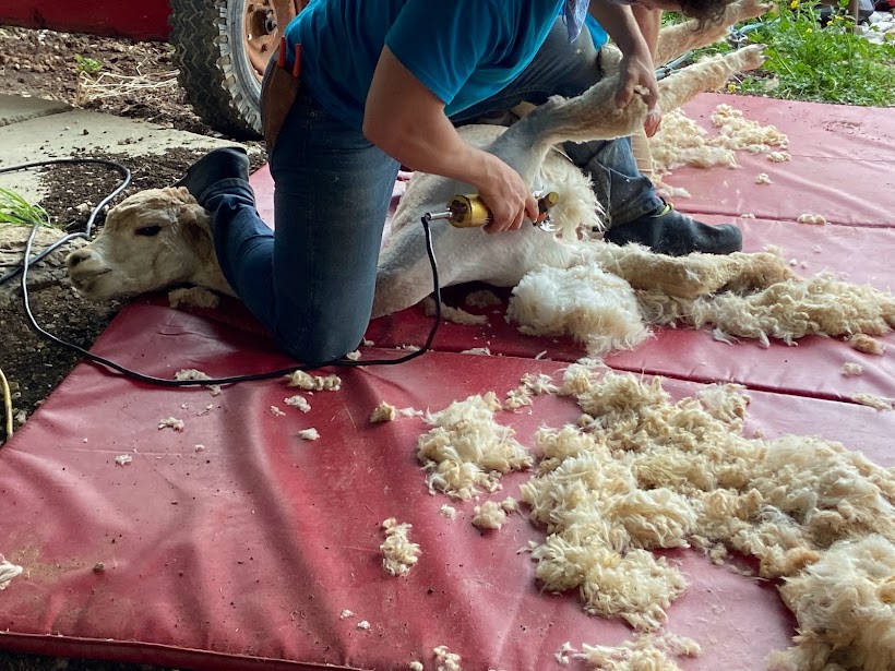 man shearing alpaca