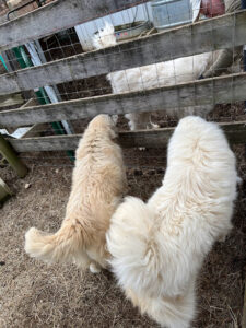 2 white Great Pyrenees by fence