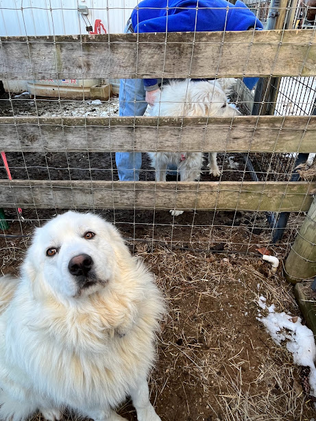 large white great pyrenees looking at camera