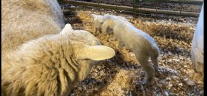 sheep with 2 newborn lambs
